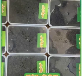 سبزی مرغ ترش سرخ شده